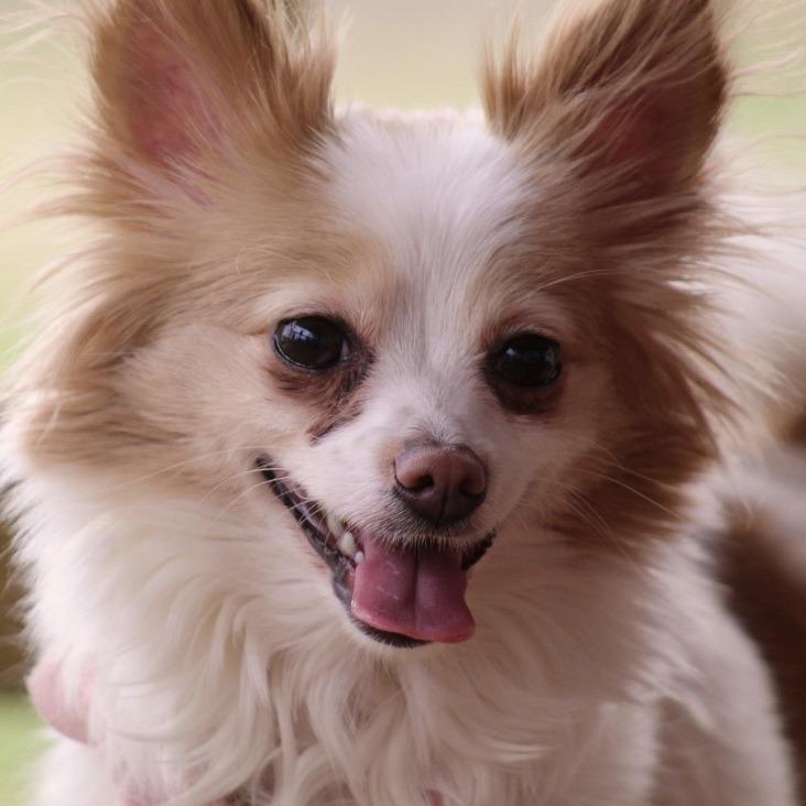 Rini — thumbnail 6