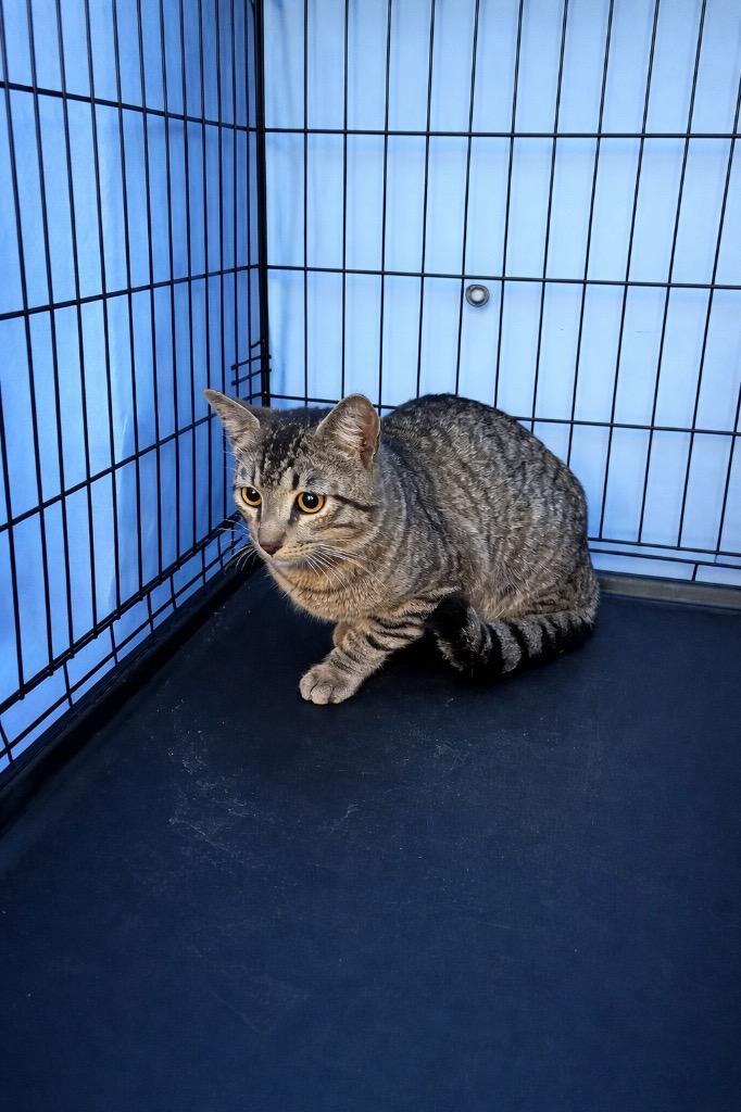 Whisper, Adoptable, Young Male Domestic Short Hair.