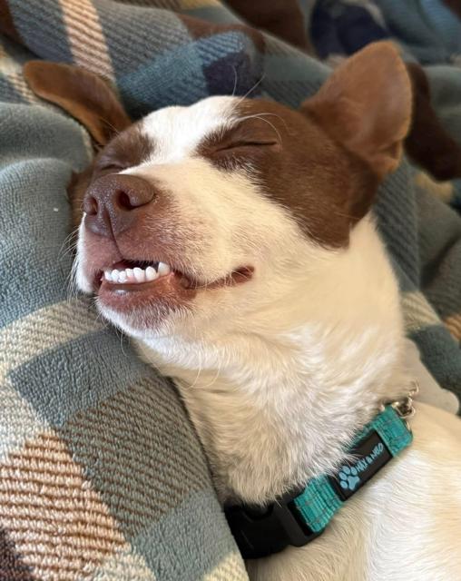 Enlarge Daisy, a ADOPTABLE mixed breed in Madera, CA image 2/3