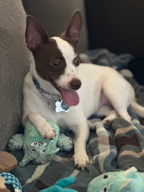 Daisy, ADOPTABLE, Young Female Jack Russell Terrier.