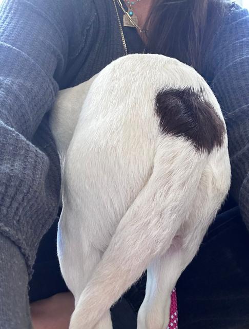 Enlarge Daisy, a ADOPTABLE mixed breed in Madera, CA image 3/3