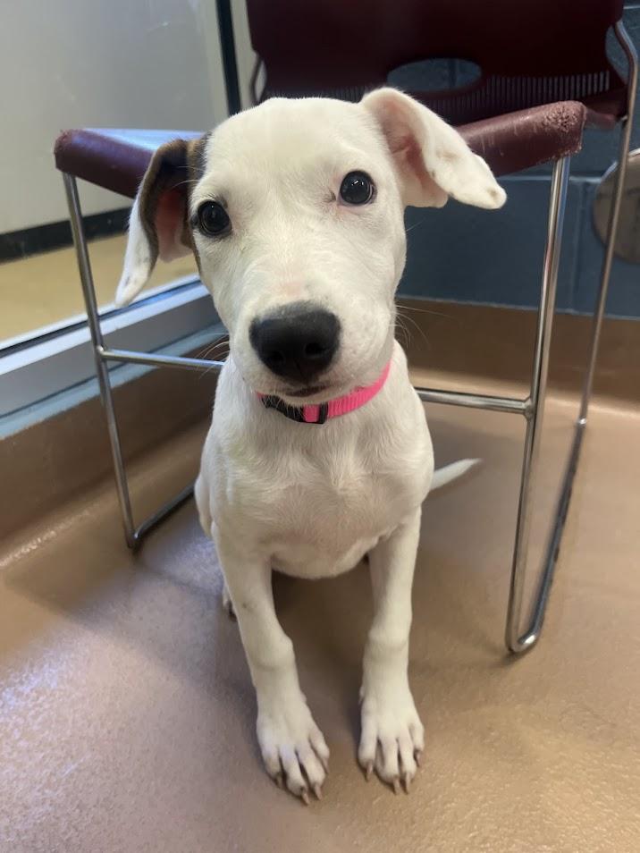 Wendy A212515