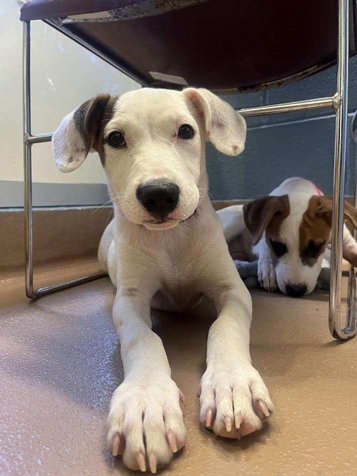 Wendy A212515