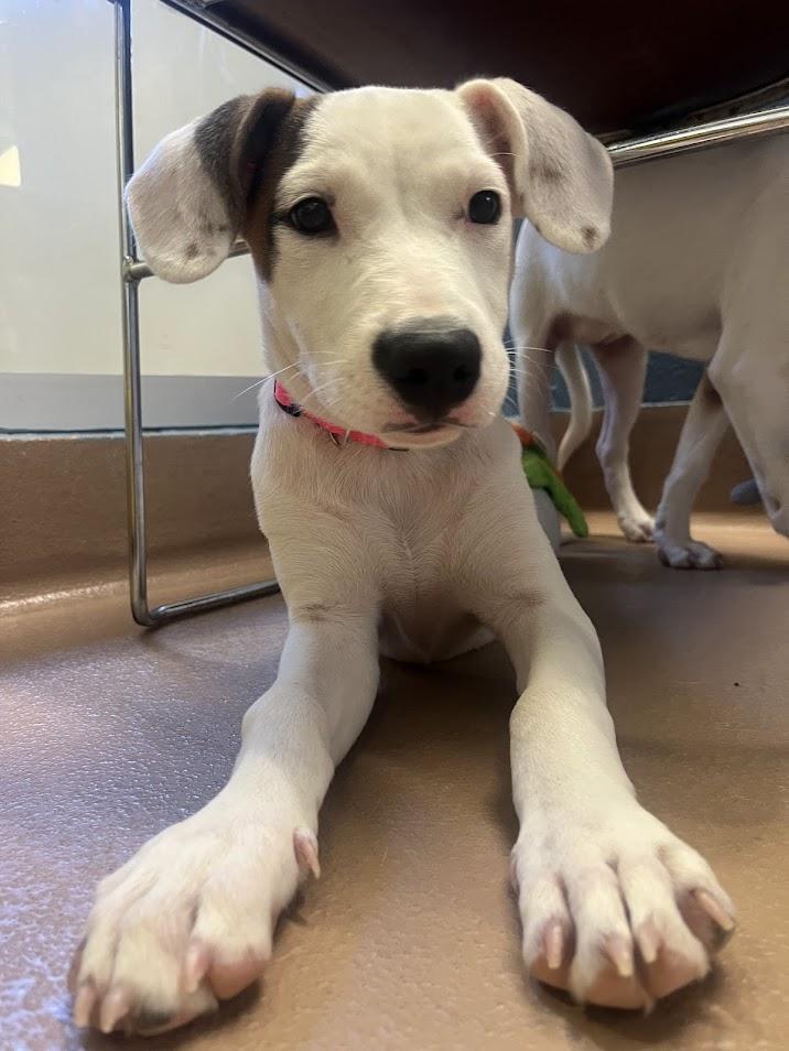 Wendy A212515