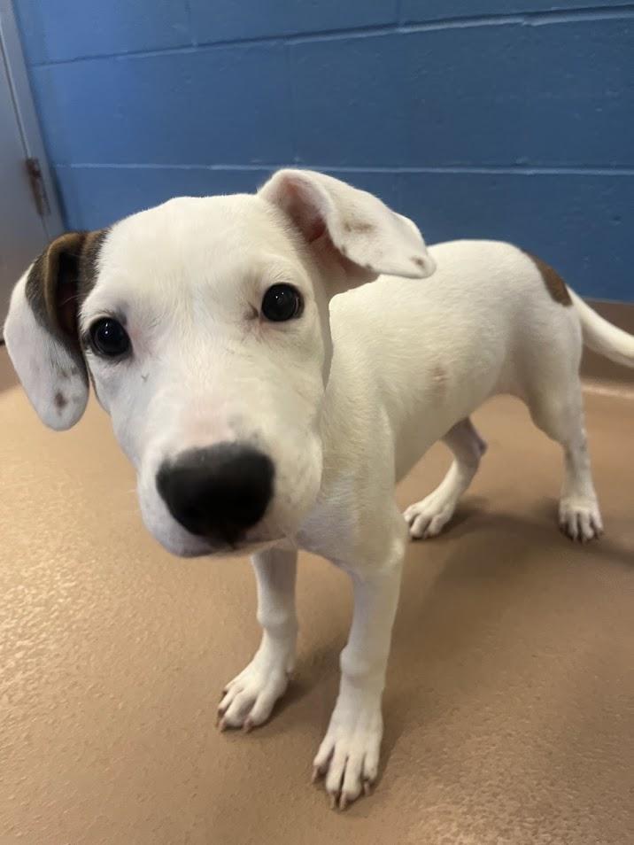 Wendy A212515