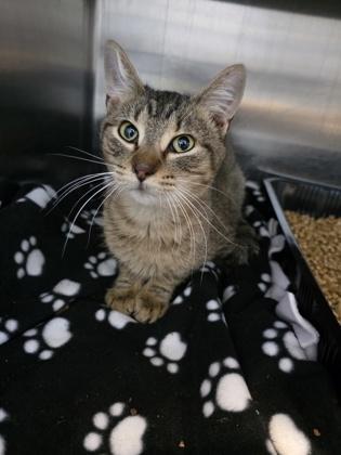 Kit, Adoptable, Adult Female Domestic Short Hair & Domestic Short Hair.