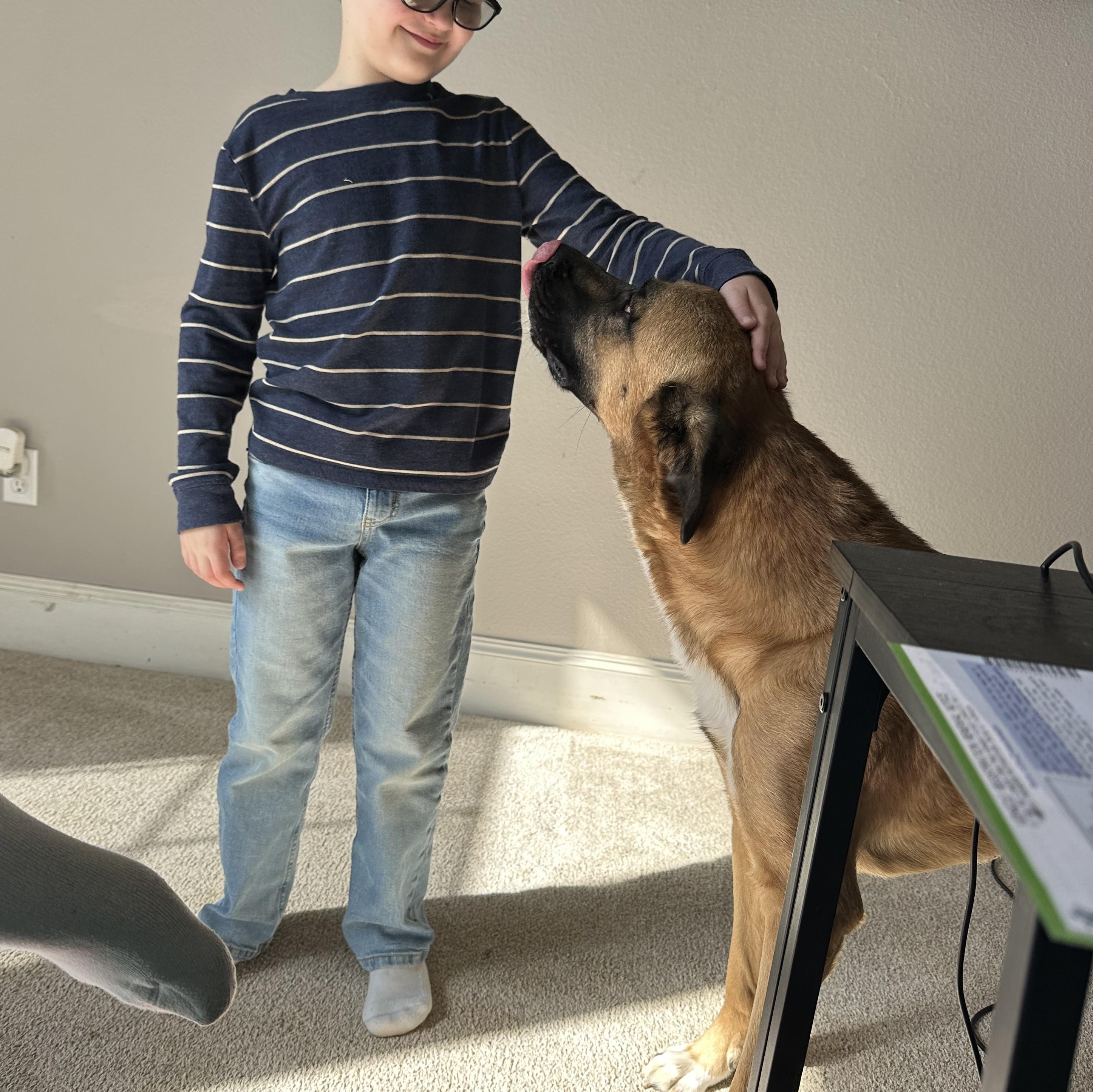 Mufasa, an adopted mixed breed in Minneapolis, MN image 4/6