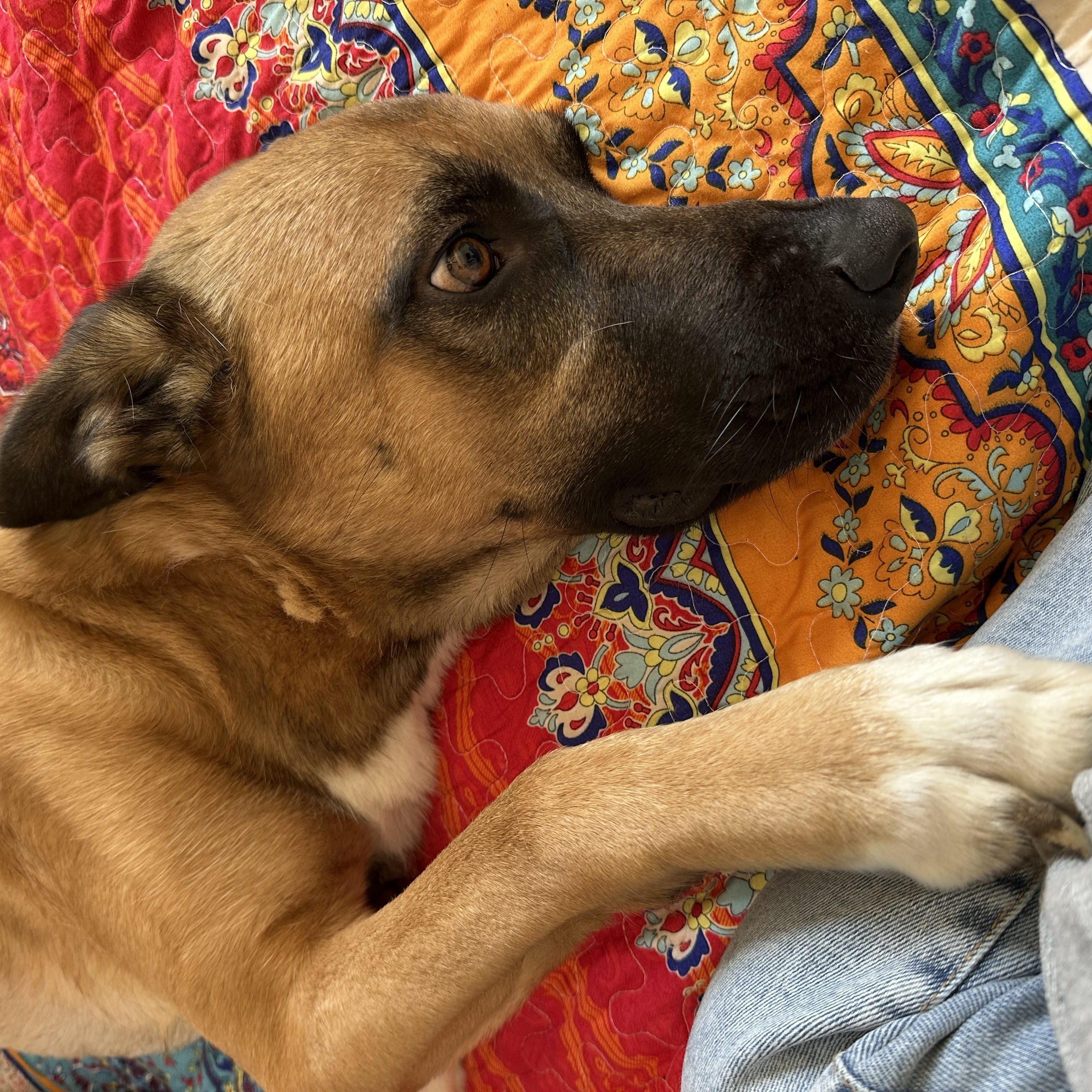 Mufasa, an adopted mixed breed in Minneapolis, MN image 5/6