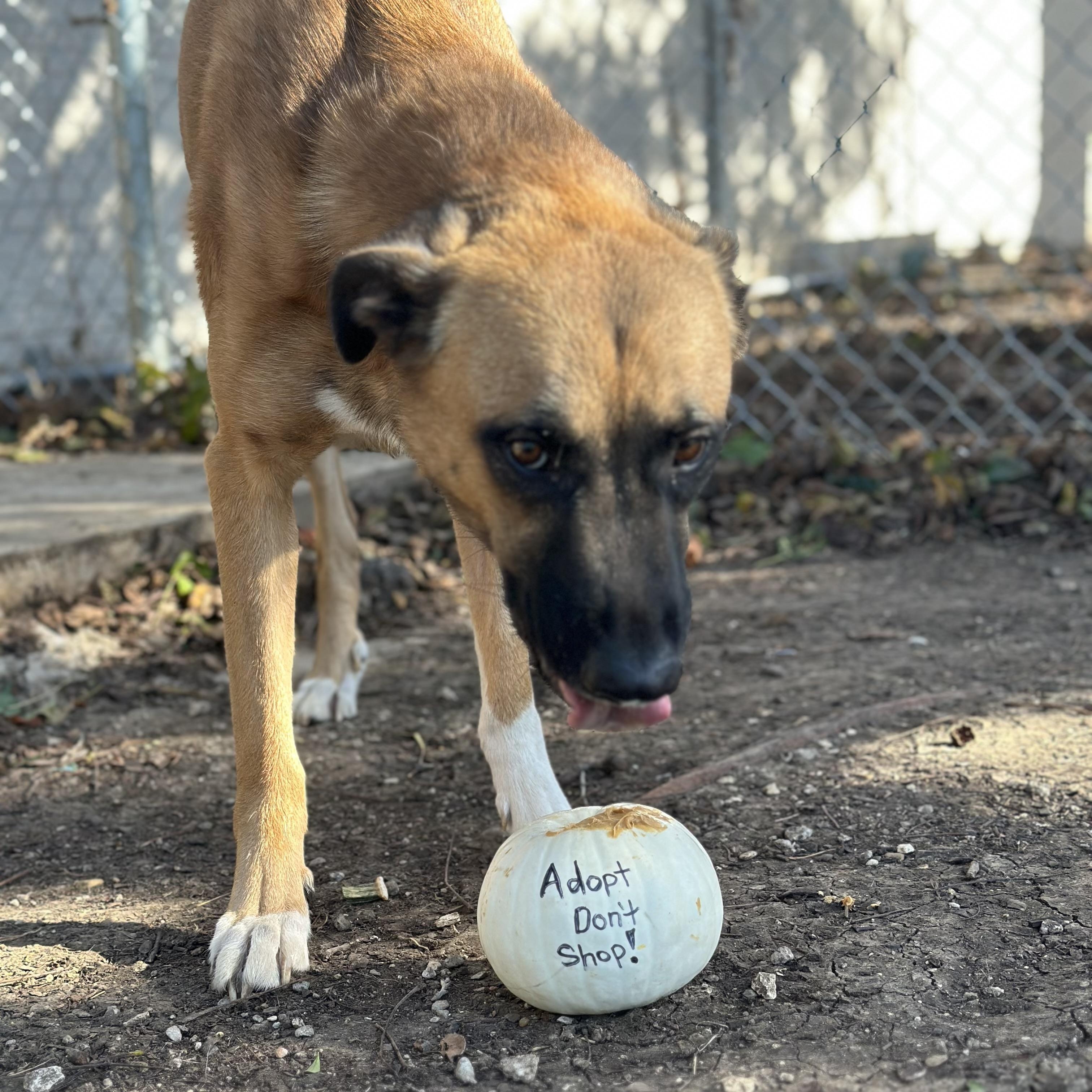 Mufasa, an adopted mixed breed in Minneapolis, MN image 6/6