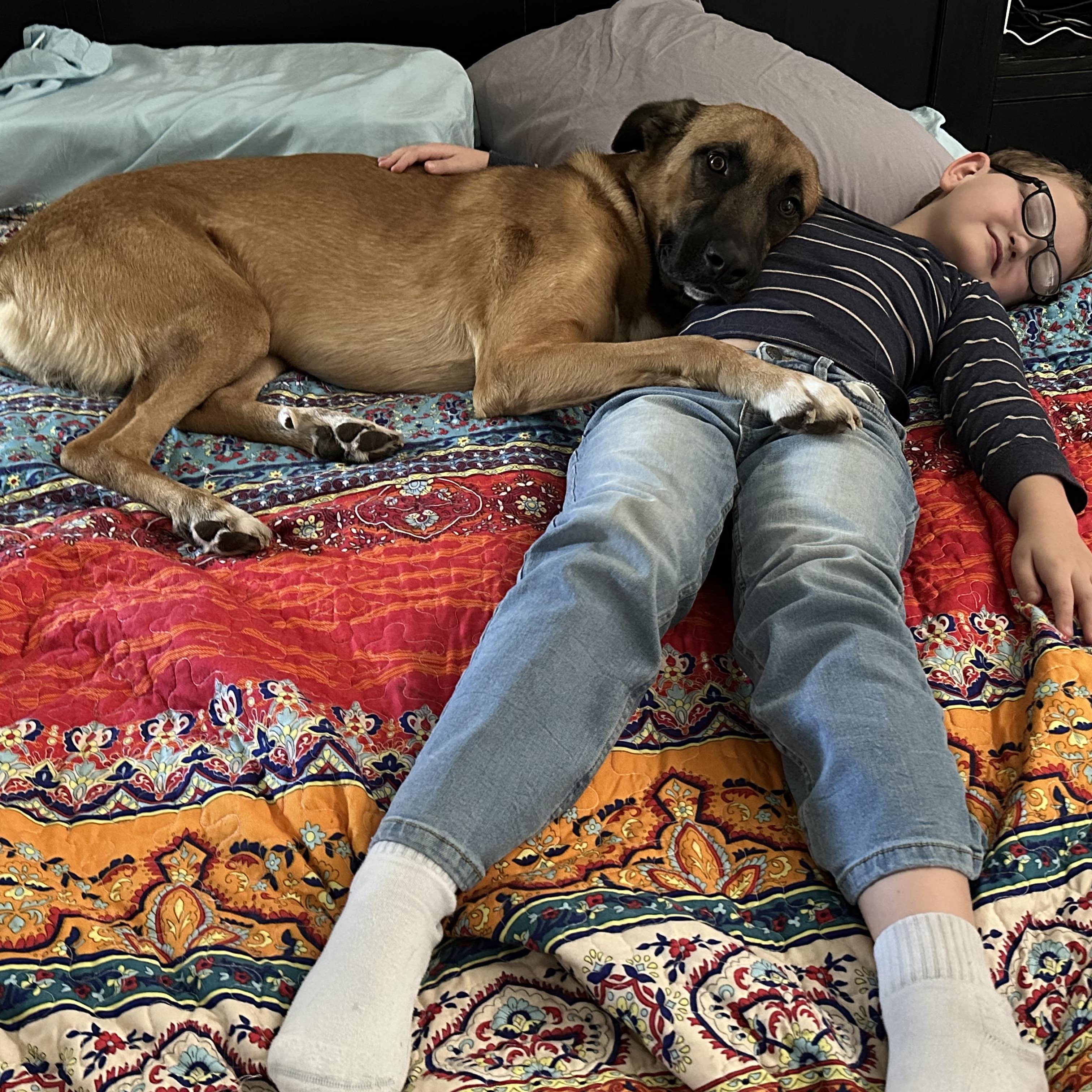 Mufasa, adopted, Adult Male Turkish Kangal & Black Mouth Cur.