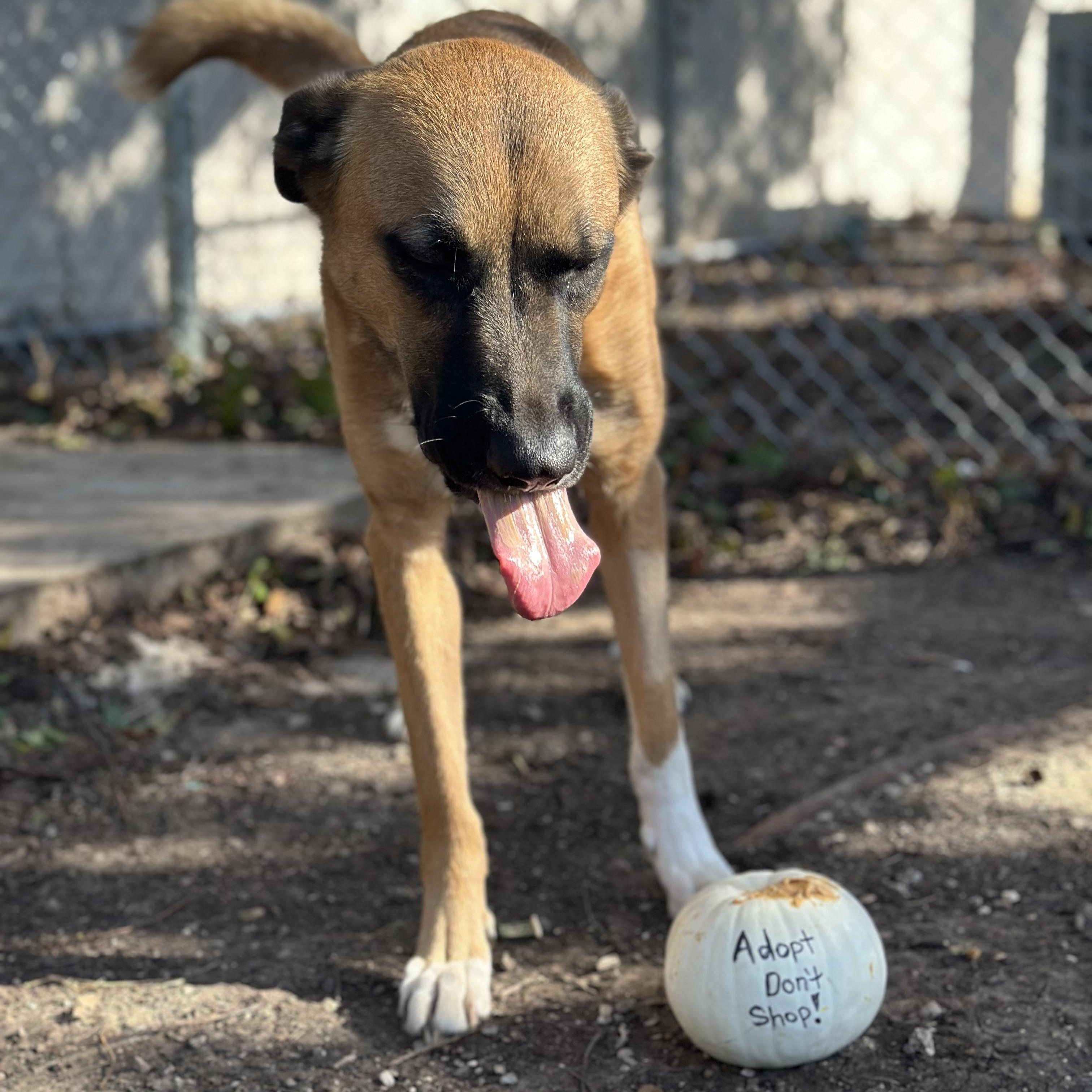 Mufasa, an adopted mixed breed in Minneapolis, MN image 3/6