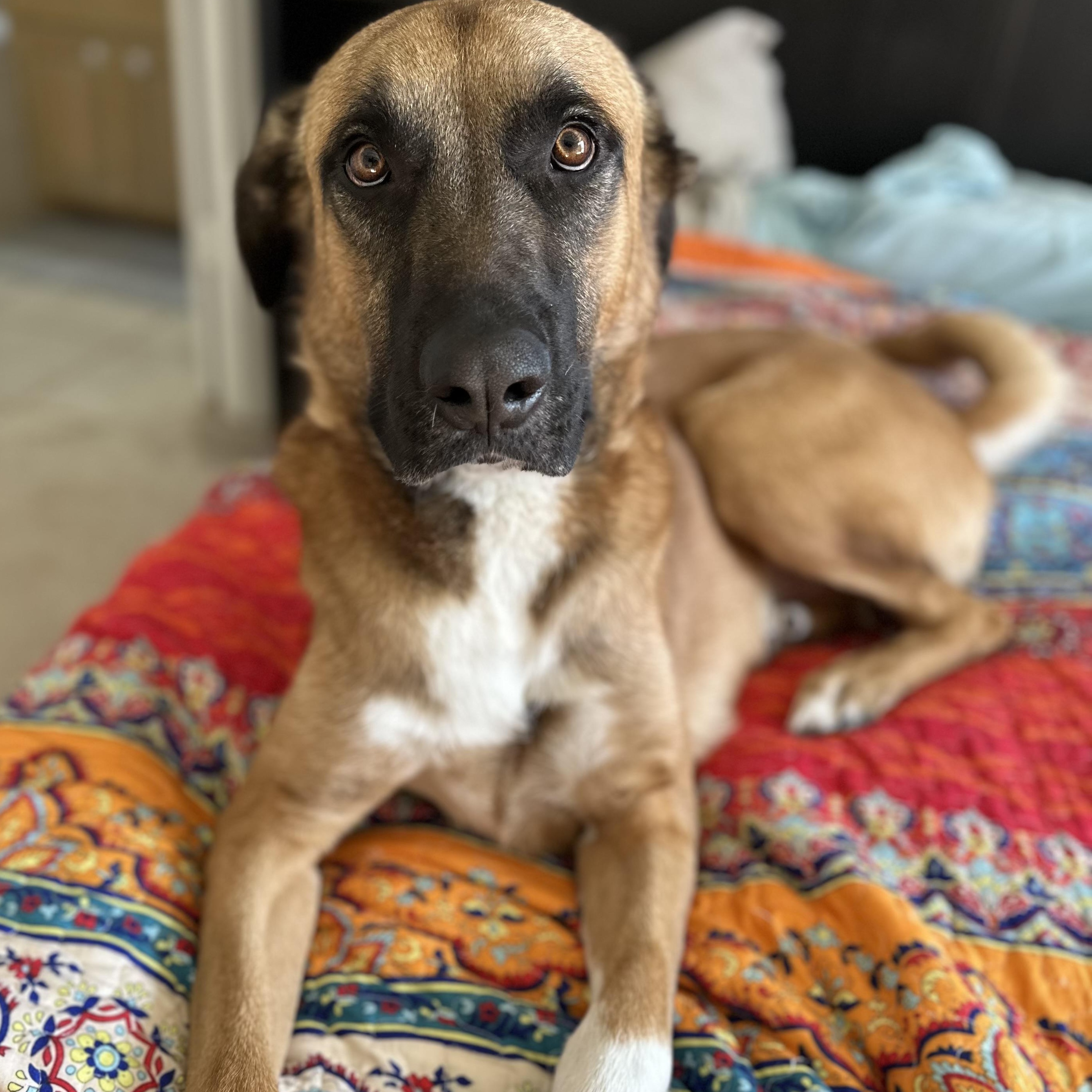 Mufasa, an adopted mixed breed in Minneapolis, MN image 2/6