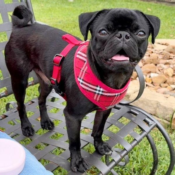 Enlarge Joey, an adopted Pug in Alvin, TX image 1/1