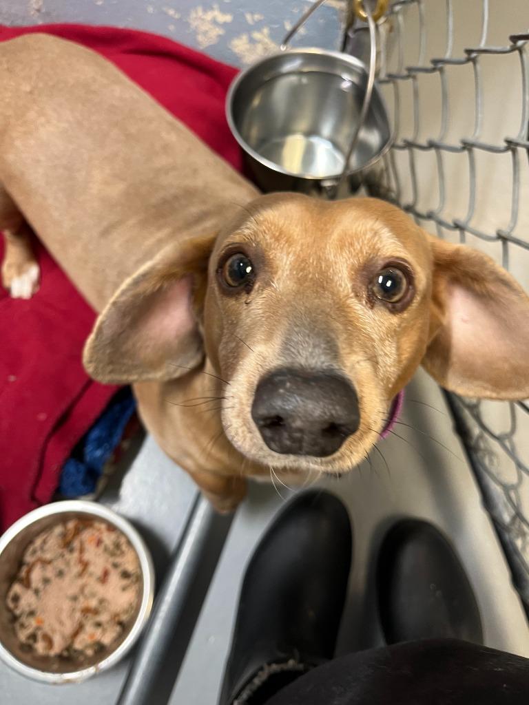 Enlarge Dusty, a Adopted Dachshund in Barron, WI image 1/6