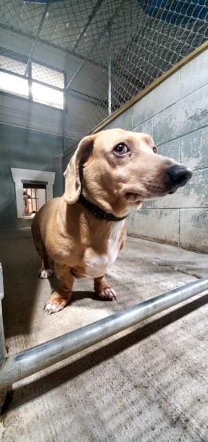 Enlarge Dusty, a Adoptable Dachshund in Barron, WI image 2/6