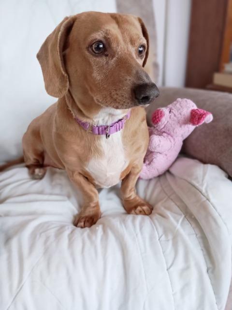 Enlarge Dusty, a Adopted Dachshund in Barron, WI image 3/6