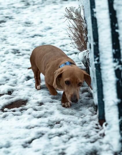 Enlarge Dusty, a Adoptable Dachshund in Barron, WI image 4/6