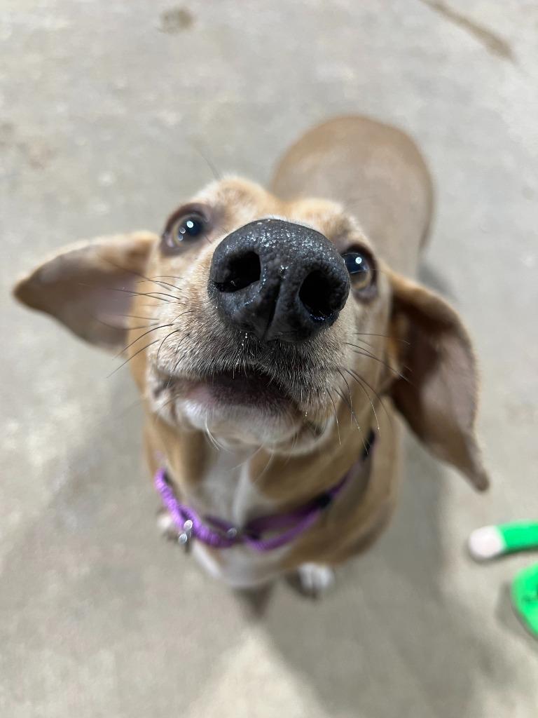 Enlarge Dusty, a Adoptable Dachshund in Barron, WI image 5/6