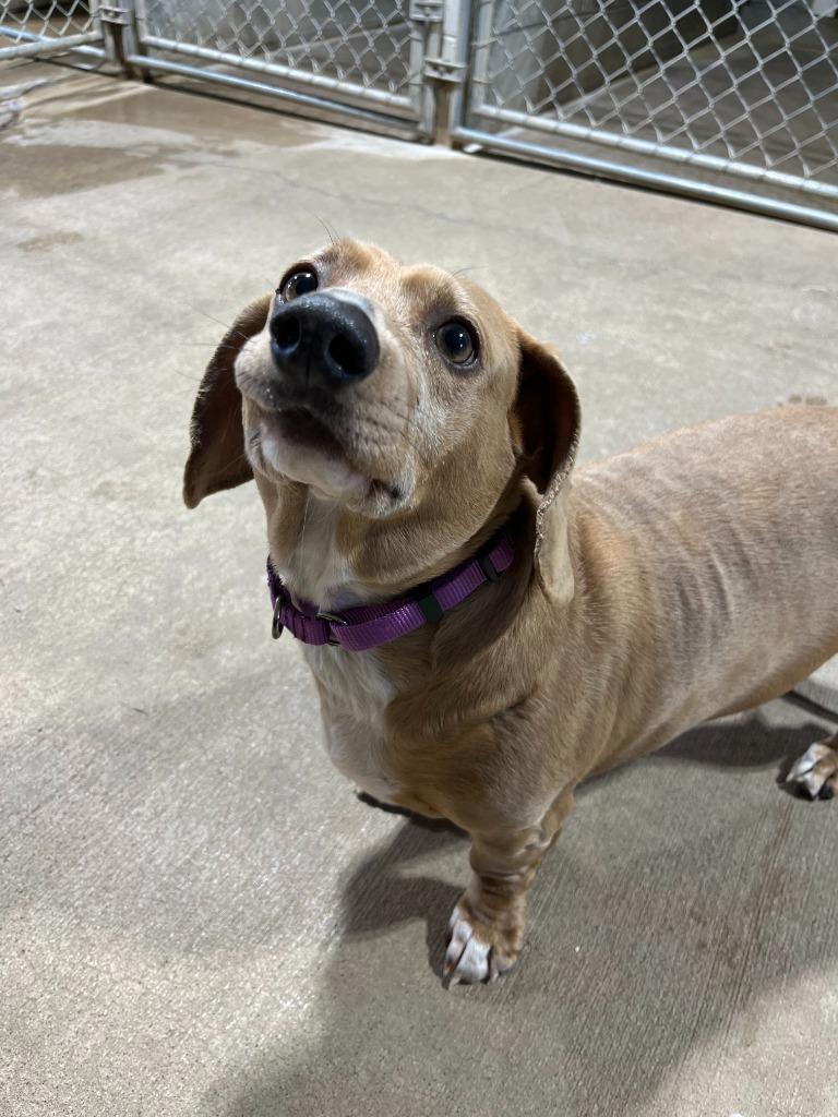 Enlarge Dusty, a Adoptable Dachshund in Barron, WI image 6/6