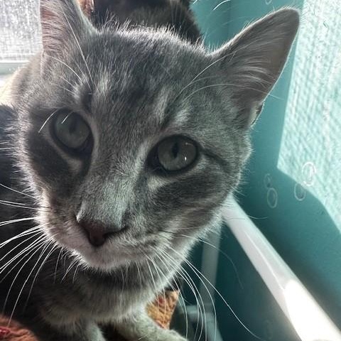 Cooper - Sweet but Shy - Fee Paid, ADOPTABLE, Young Male Tabby.