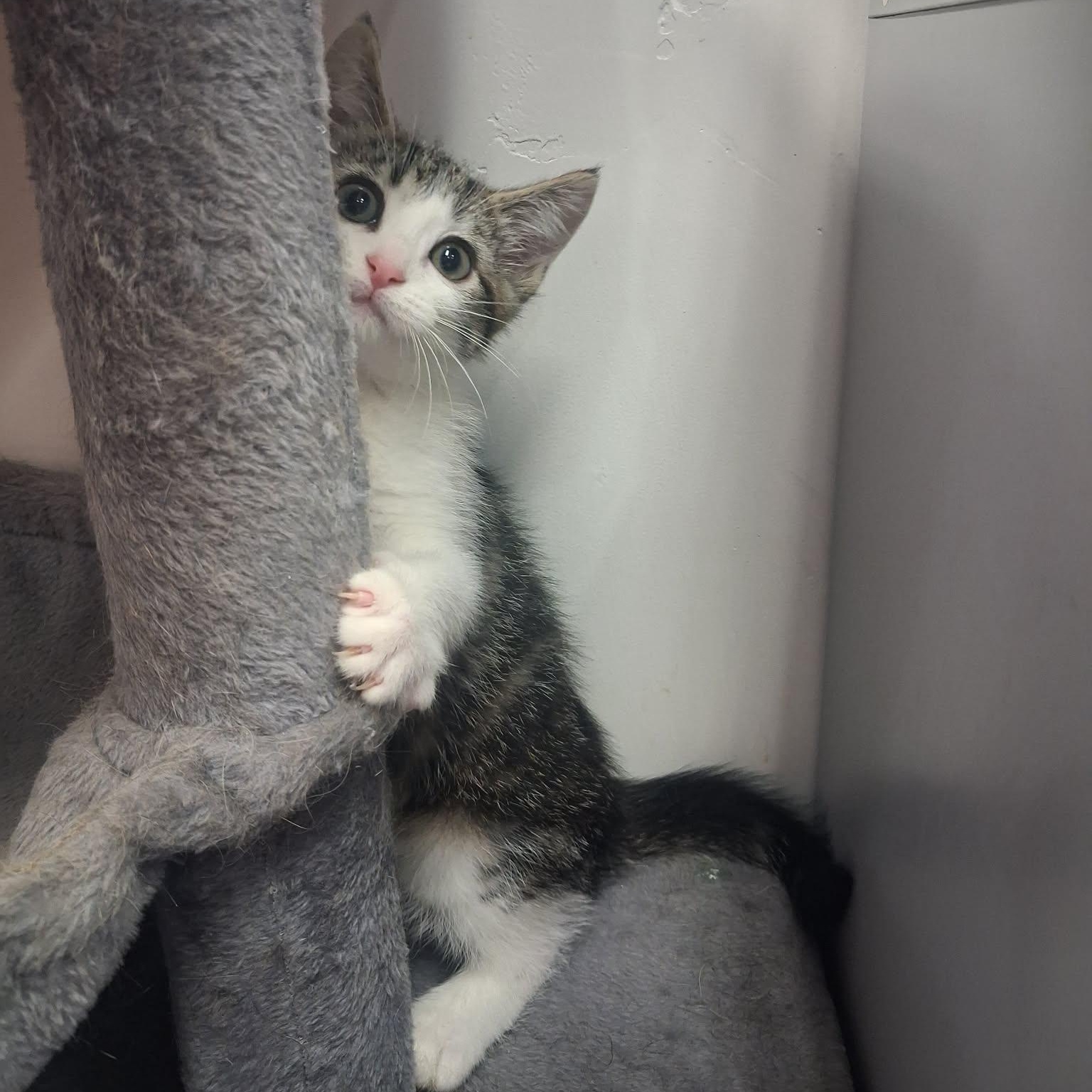 Nesta, a ADOPTABLE Domestic Short Hair in Roosevelt, UT image 2/4