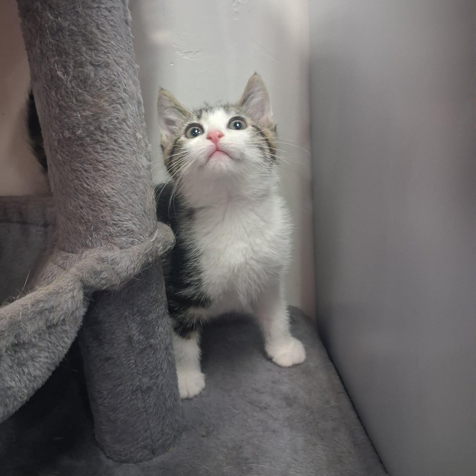 Nesta, ADOPTABLE, Young Female Domestic Short Hair.