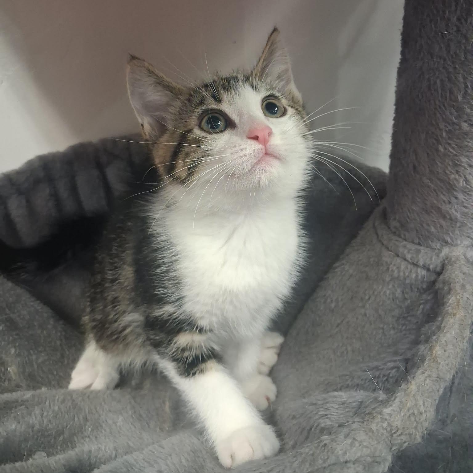 Nesta, a ADOPTABLE Domestic Short Hair in Roosevelt, UT image 3/4