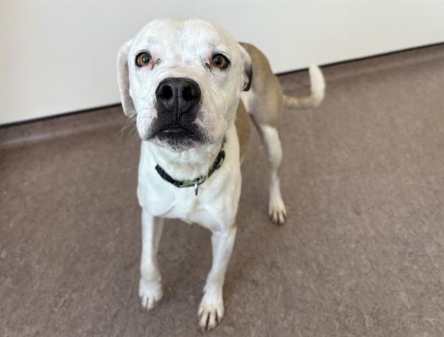 Enlarge MERVIN, a Adoptable Terrier in Saint Louis, MO image 1/1