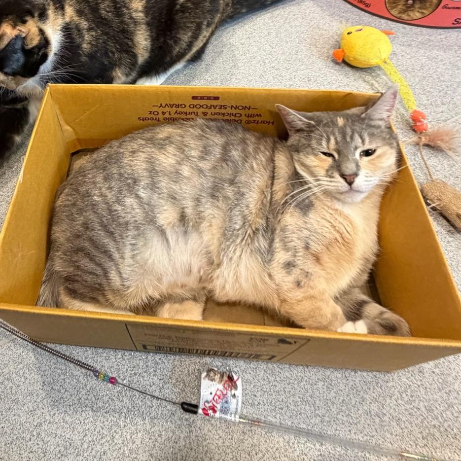 Enlarge Cupcake, a Adoptable Domestic Short Hair in Oyster Bay, NY image 1/5