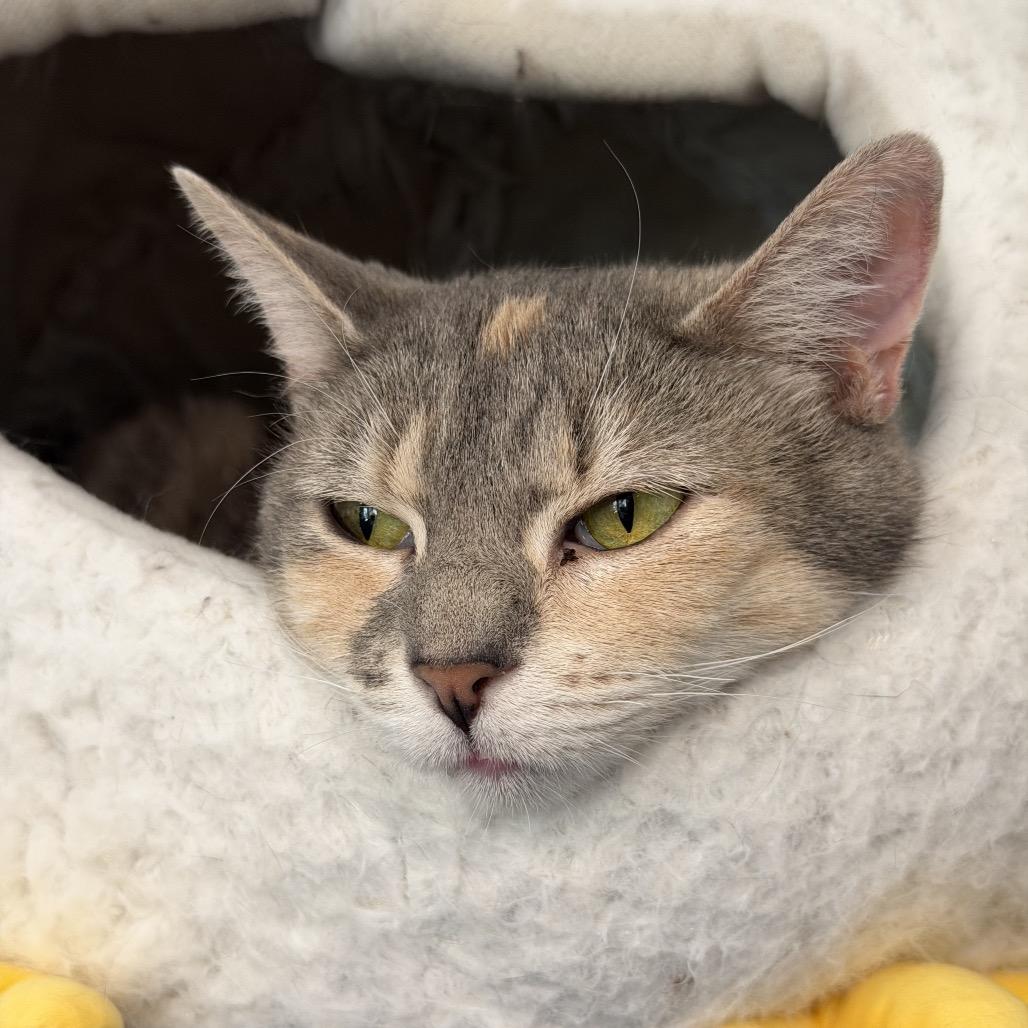 Cupcake, Adoptable, Adult Female Domestic Short Hair.