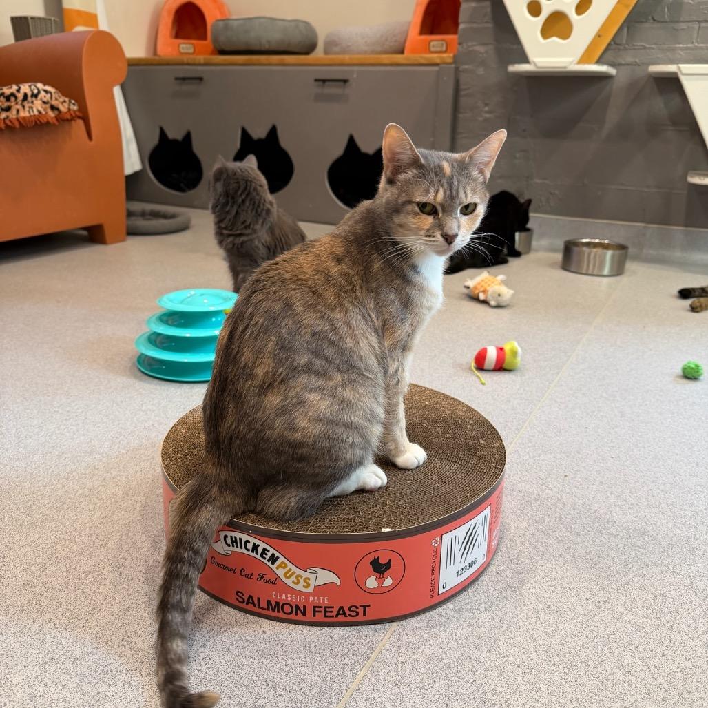 Enlarge Cupcake, a Adoptable Domestic Short Hair in Oyster Bay, NY image 3/5