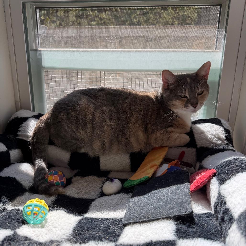 Enlarge Cupcake, a Adoptable Domestic Short Hair in Oyster Bay, NY image 4/5