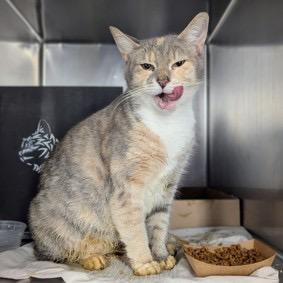 Enlarge Cupcake, a Adoptable Domestic Short Hair in Oyster Bay, NY image 2/2