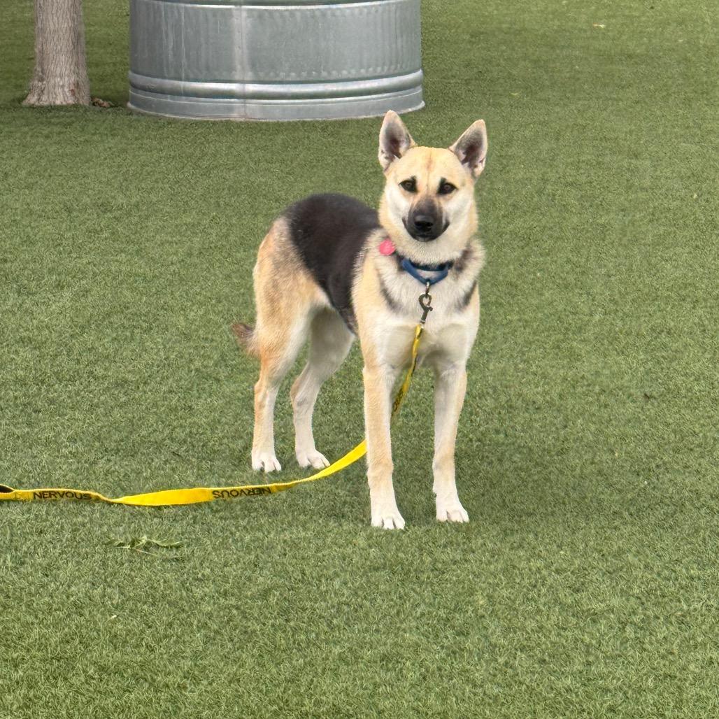 Remi, Adoptable, Young Female German Shepherd Dog & Mixed Breed.