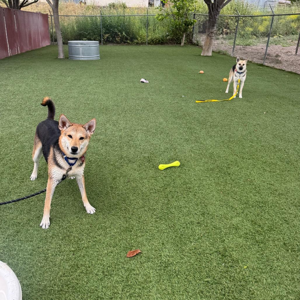 Enlarge Remi, a Adoptable mixed breed in Buellton, CA image 2/6