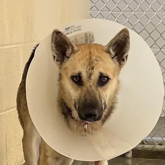 Enlarge Remi, a Adoptable German Shepherd Dog in Buellton, CA image 1/1