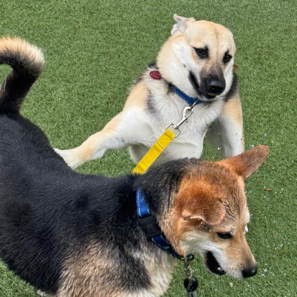 Enlarge Remi, a Adoptable mixed breed in Buellton, CA image 4/6