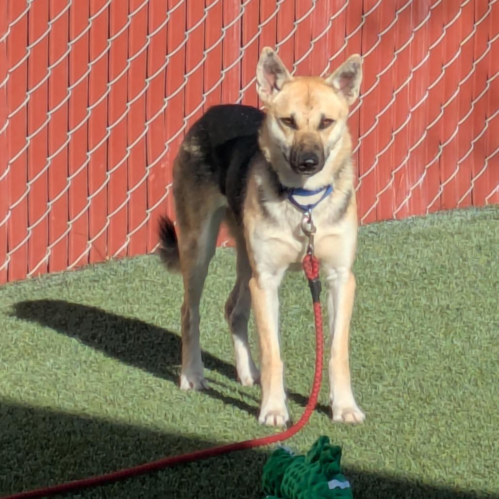 Remi, Adoptable, Young Female German Shepherd Dog.