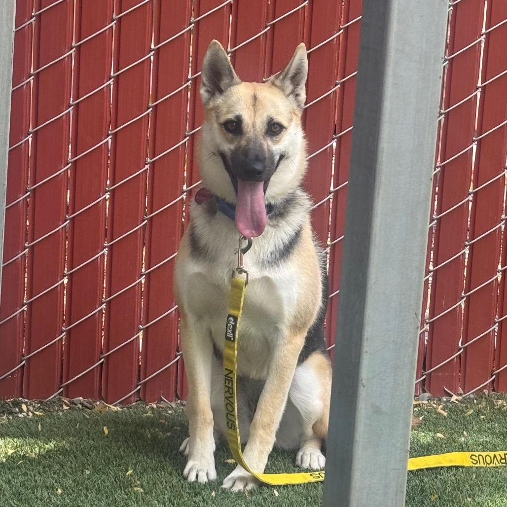 Enlarge Remi, a Adoptable mixed breed in Buellton, CA image 6/6