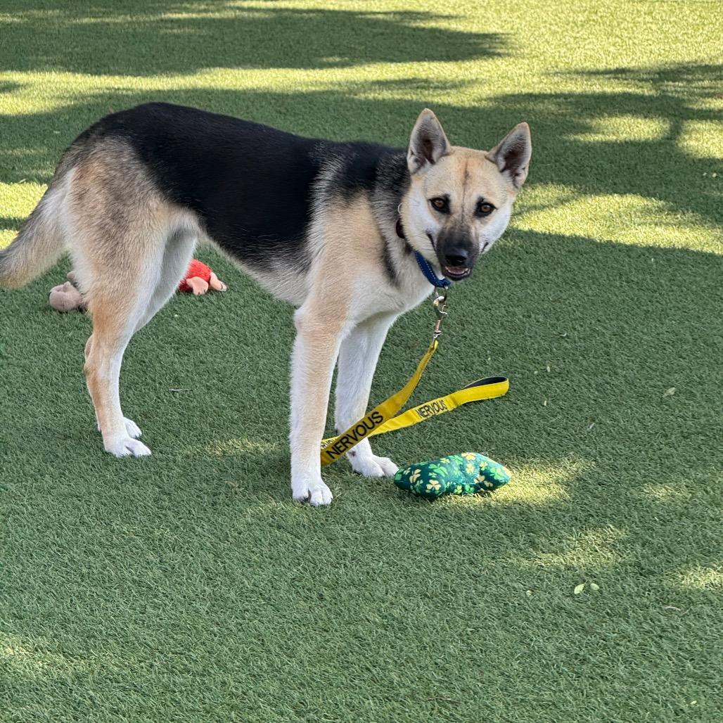 Enlarge Remi, a Adoptable mixed breed in Buellton, CA image 6/6
