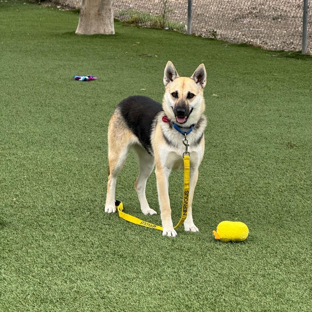 Enlarge Remi, a Adoptable mixed breed in Buellton, CA image 6/6