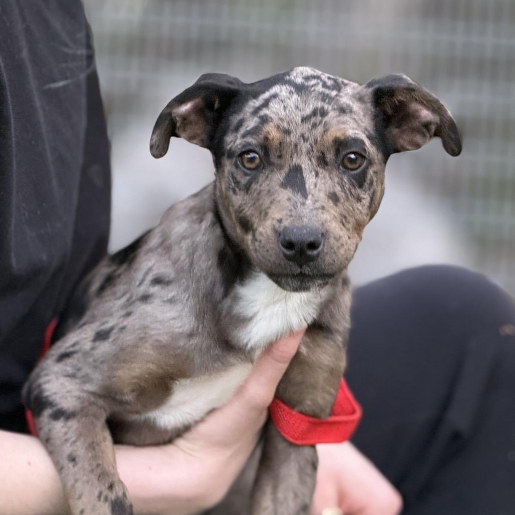 Beautiful Barbara - catahoula puppy, adopted, Puppy Female Catahoula Leopard Dog.