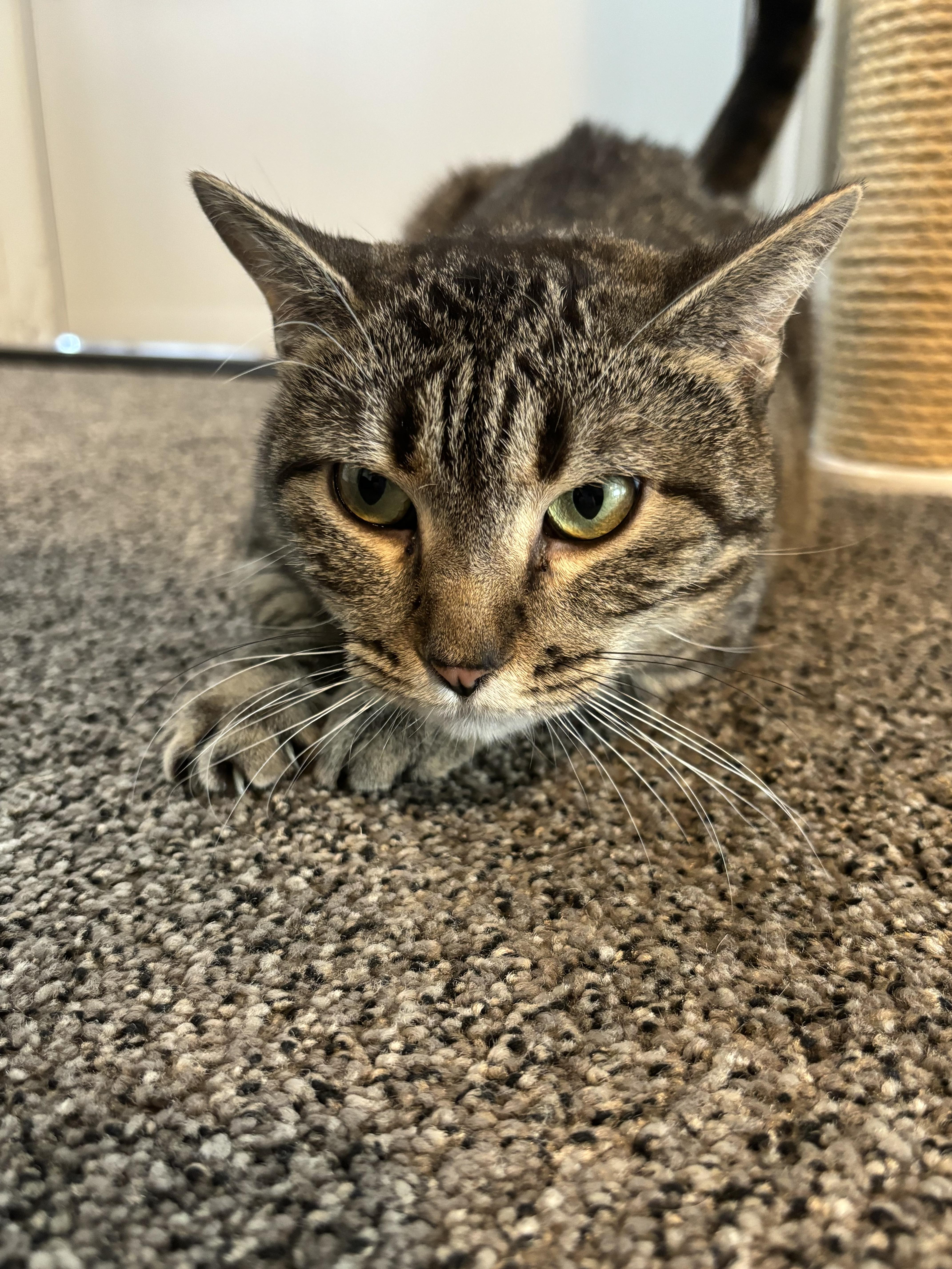 Harper, Adoptable, Adult Female American Shorthair.
