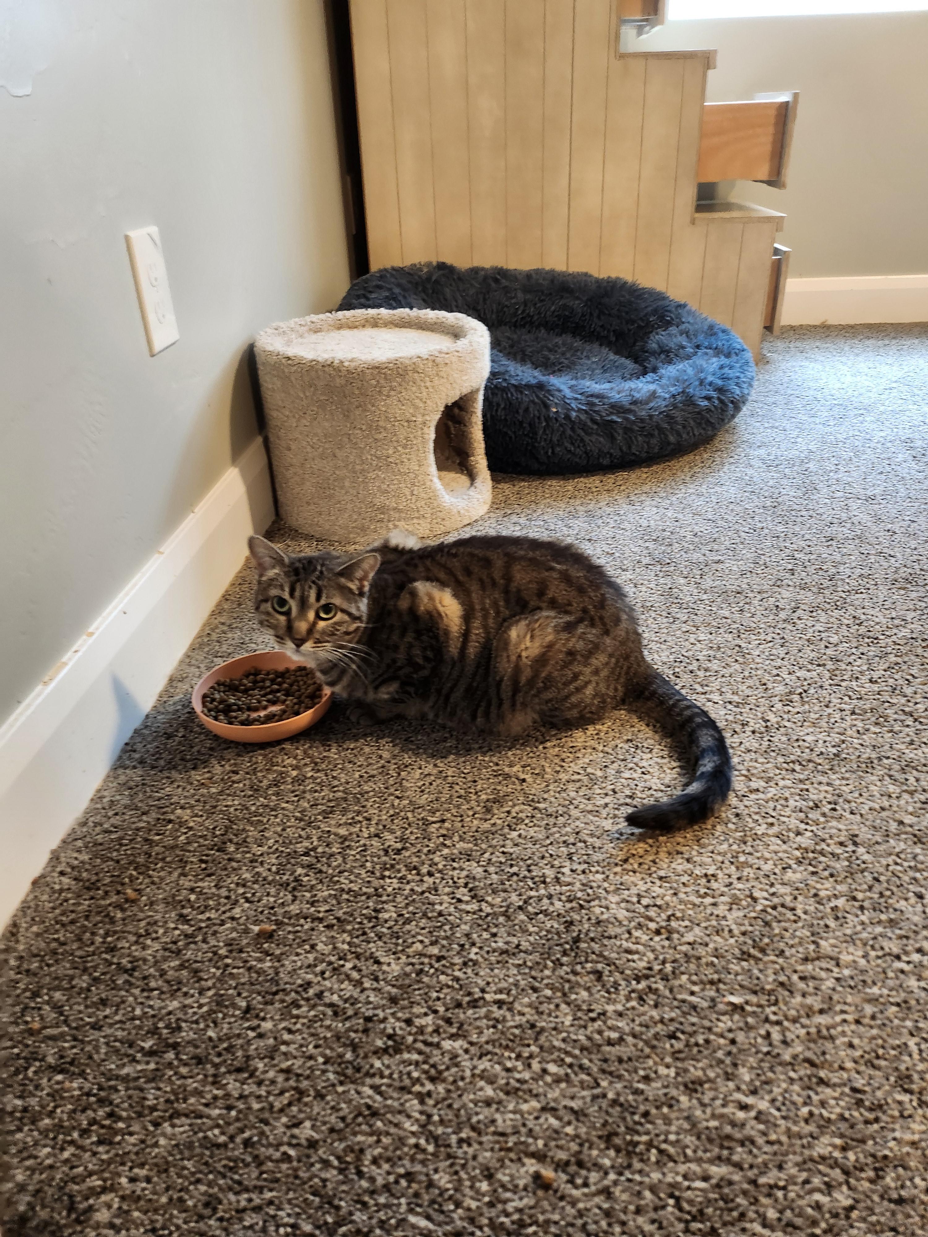 Harper, Adoptable, Adult Female American Shorthair.