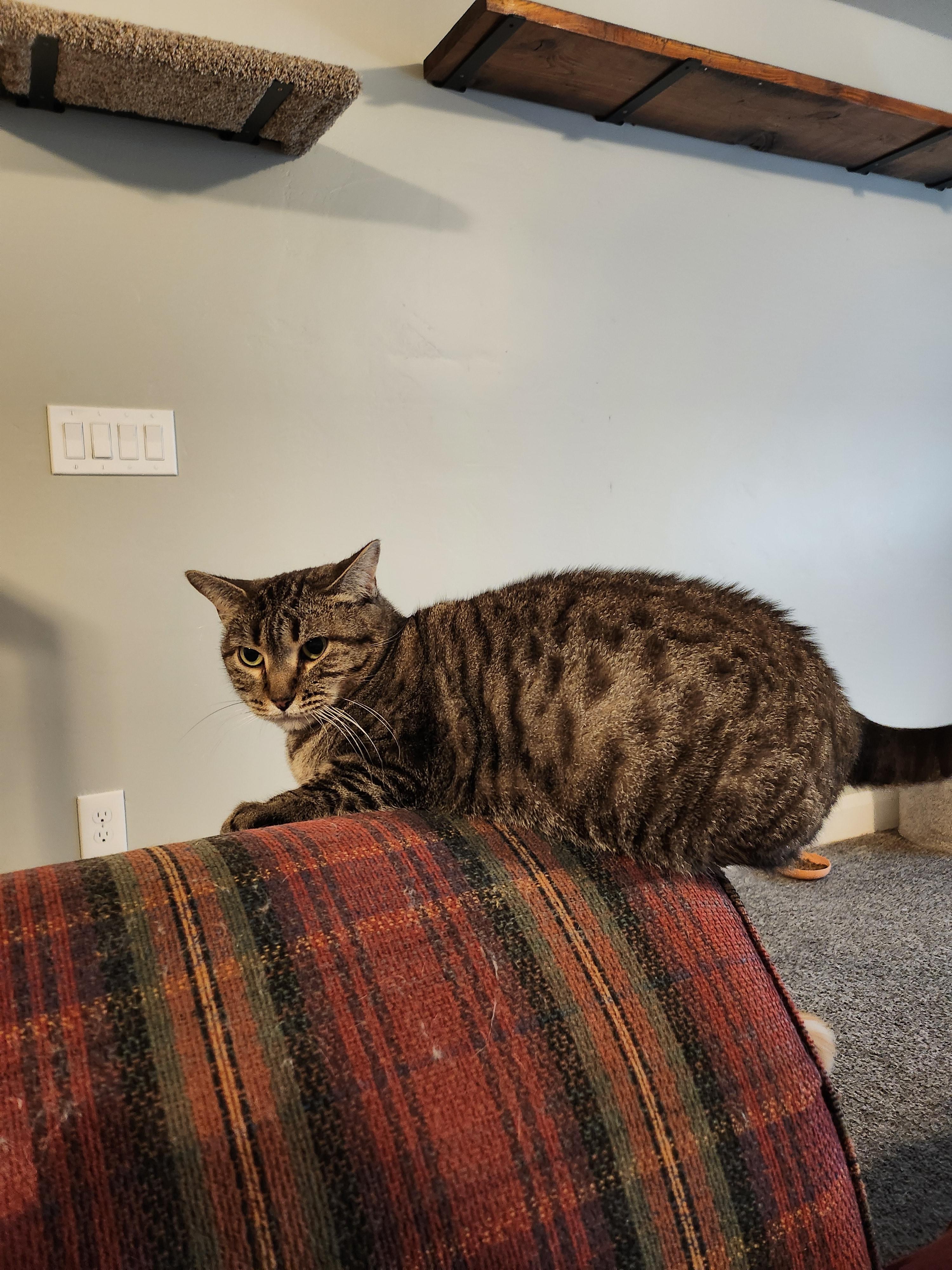 Enlarge Harper, a Adoptable American Shorthair in North Ogden, UT image 2/3