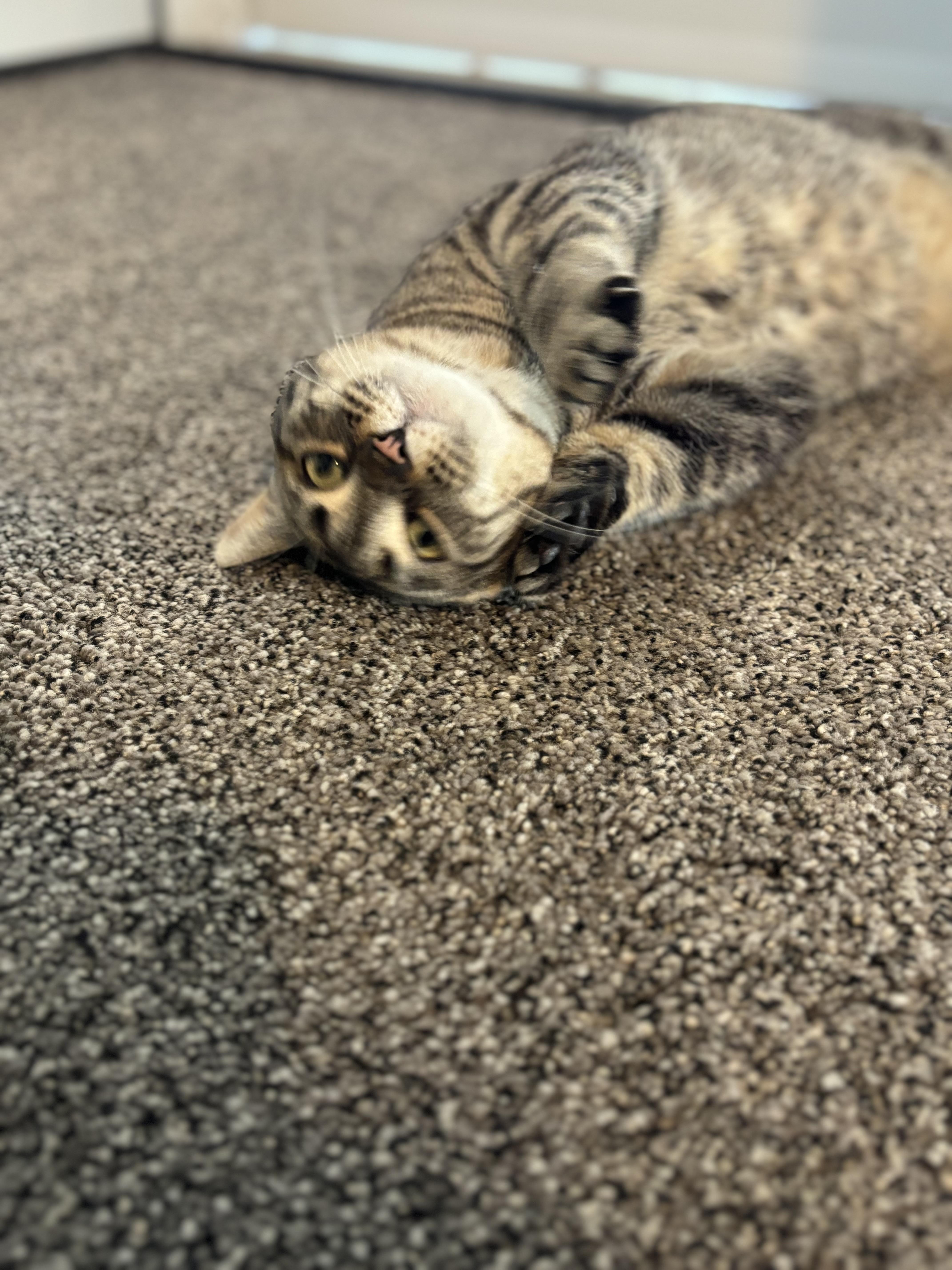 Enlarge Harper, a Adoptable American Shorthair in North Ogden, UT image 3/3
