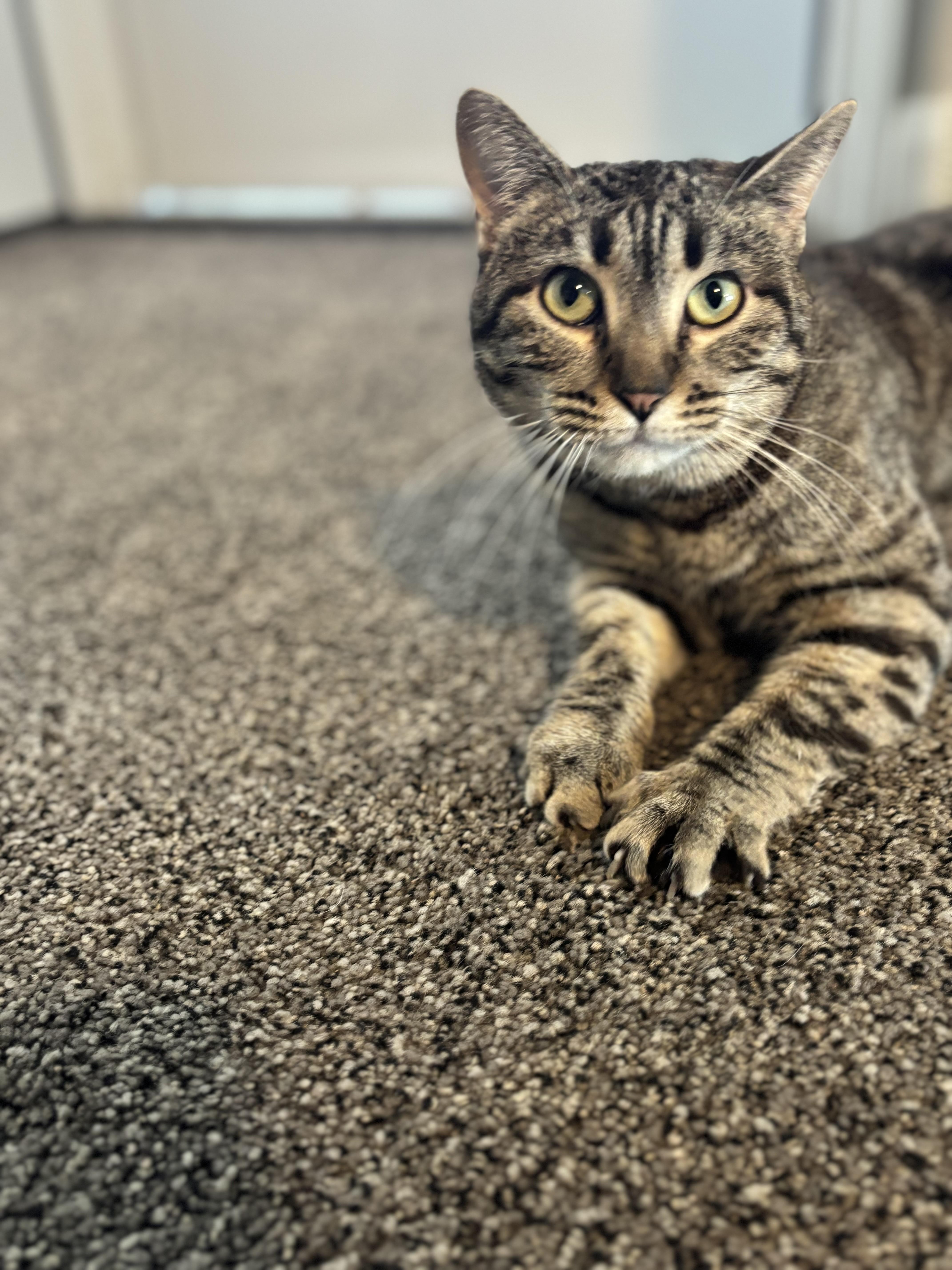Enlarge Harper, a Adoptable American Shorthair in North Ogden, UT image 5/6
