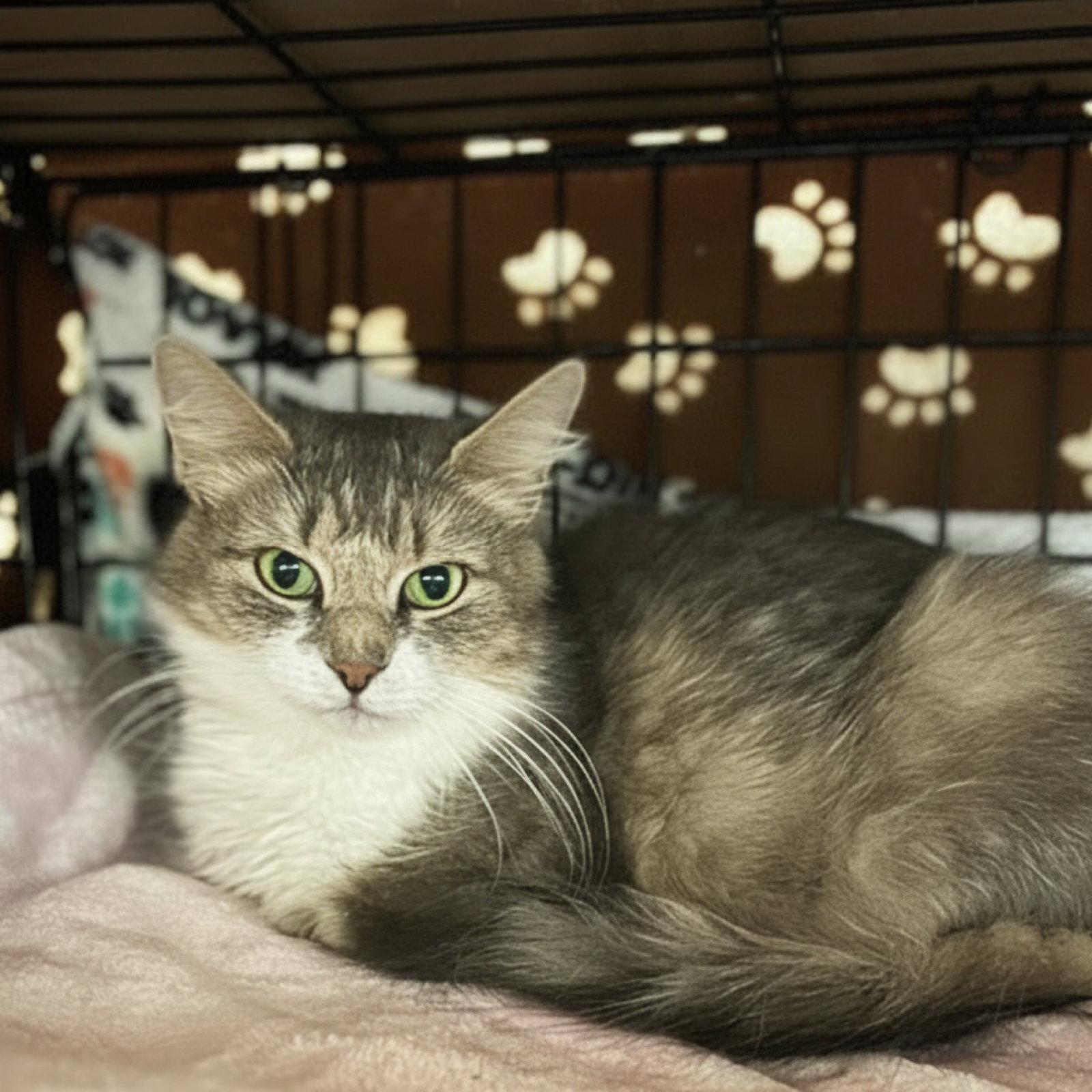 Clara, Adoptable, Young Female Domestic Short Hair.