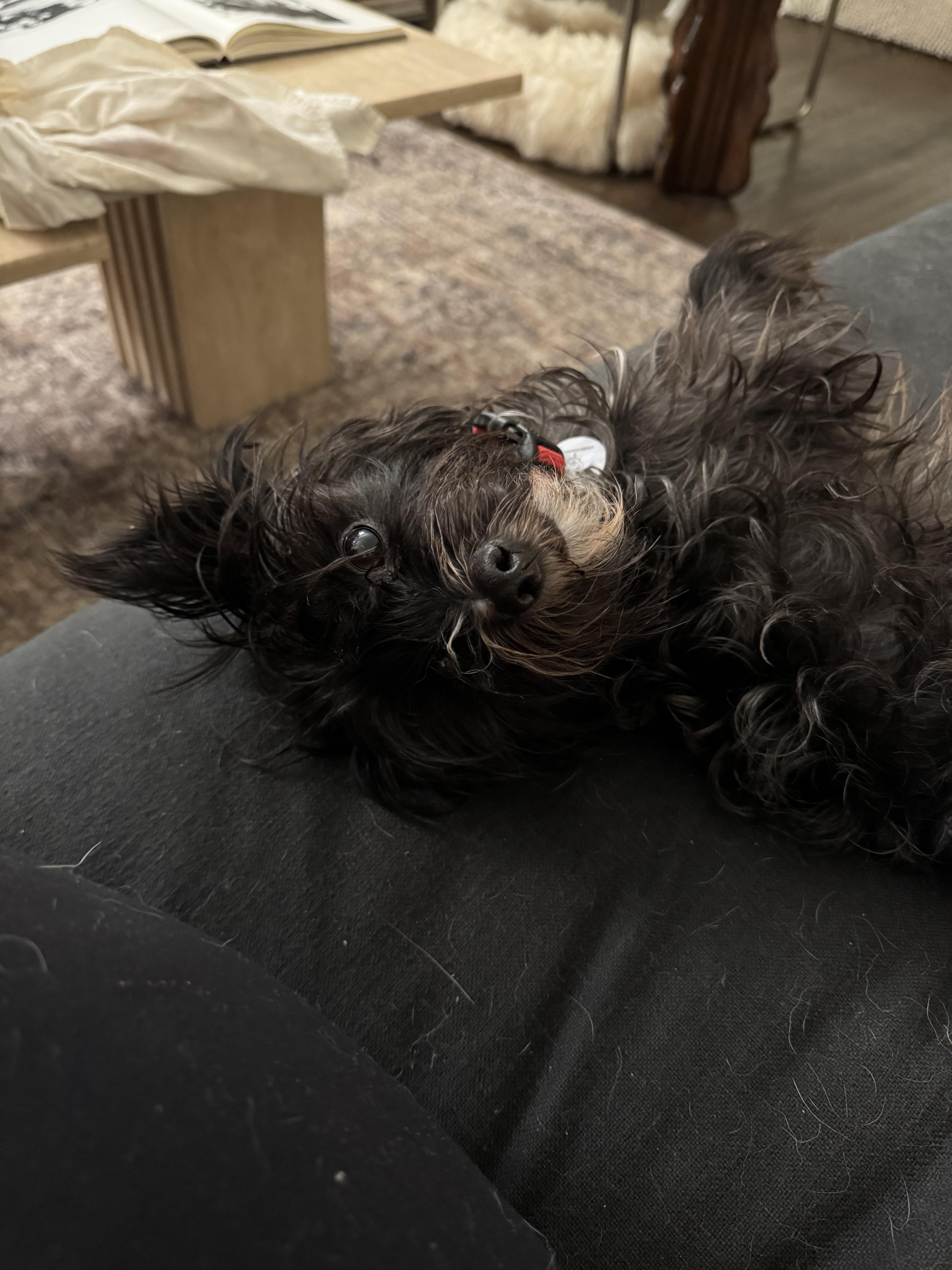 Enlarge Gary, a ADOPTABLE Yorkshire Terrier in West Hollywood, CA image 6/6