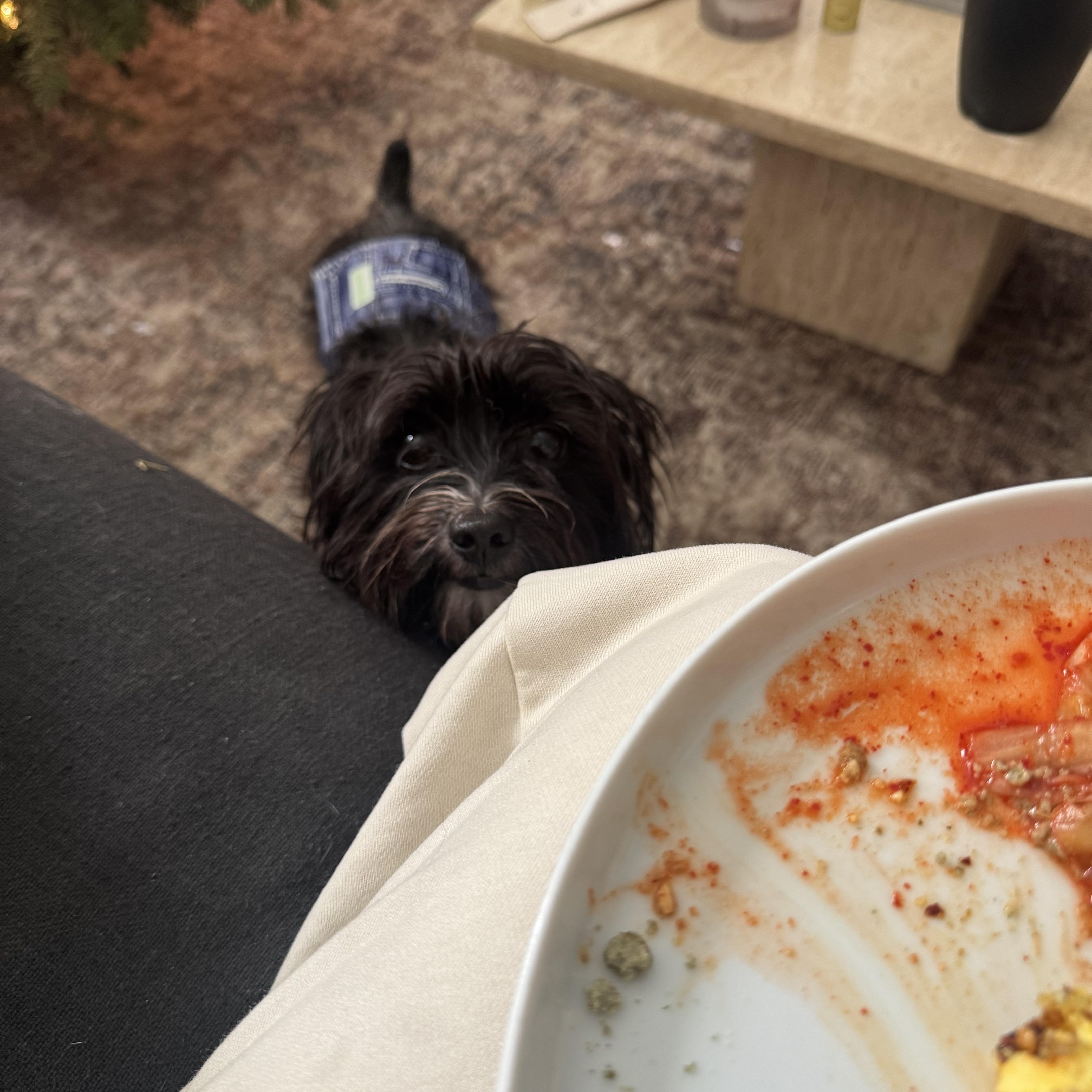 Enlarge Gary, a ADOPTABLE Yorkshire Terrier in West Hollywood, CA image 3/6